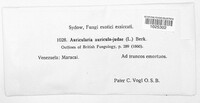 Auricularia auricula-judae image